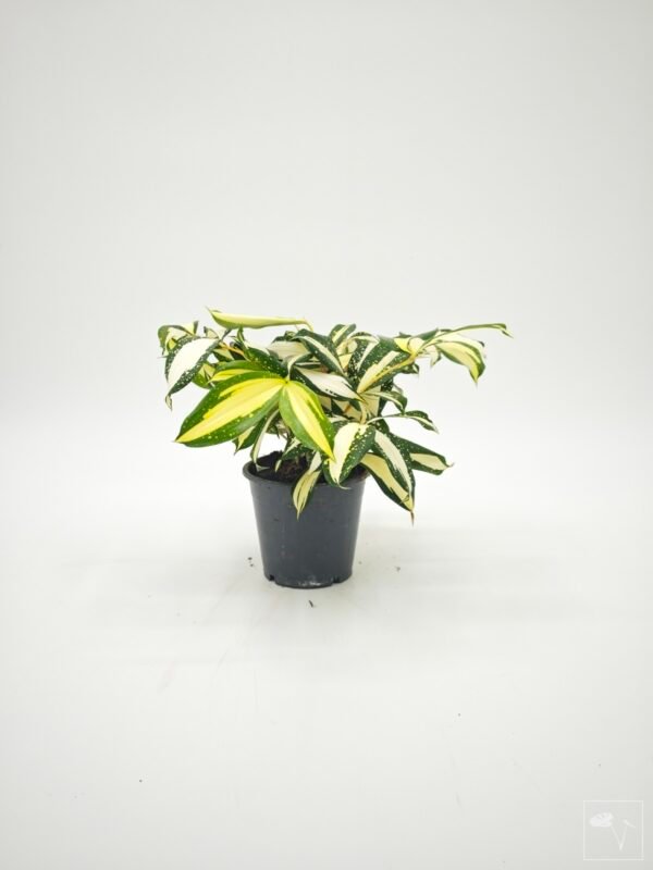 Dracena Milky Way - Imagen 7