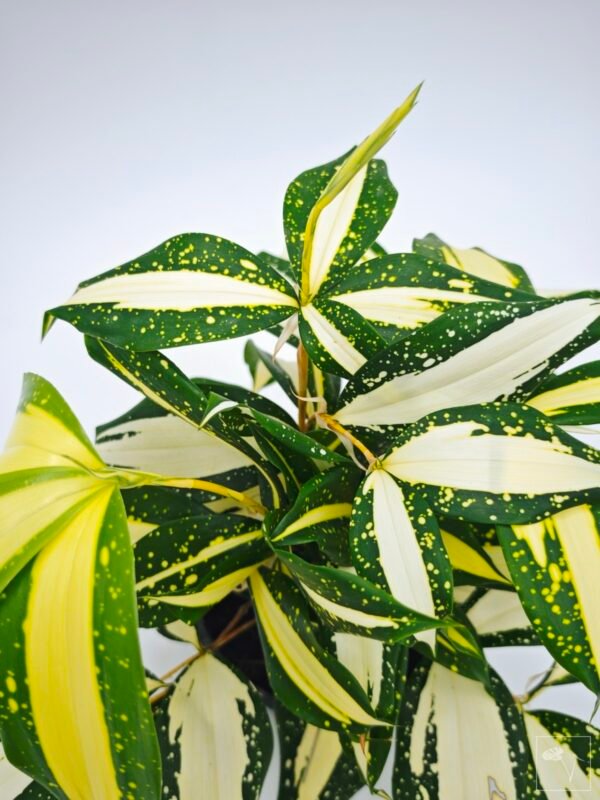 Dracena Milky Way - Imagen 8