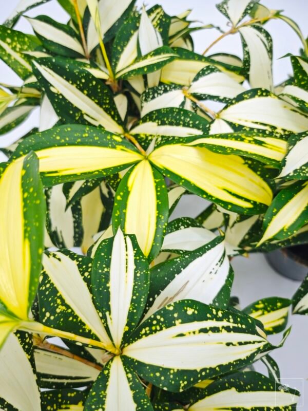 Dracena Milky Way