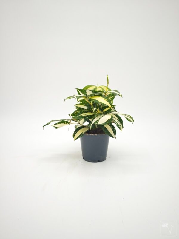 Dracena Milky Way - Imagen 11