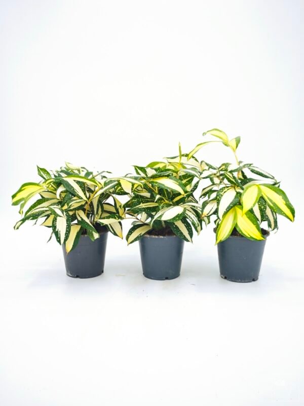 Dracena Milky Way - Imagen 12