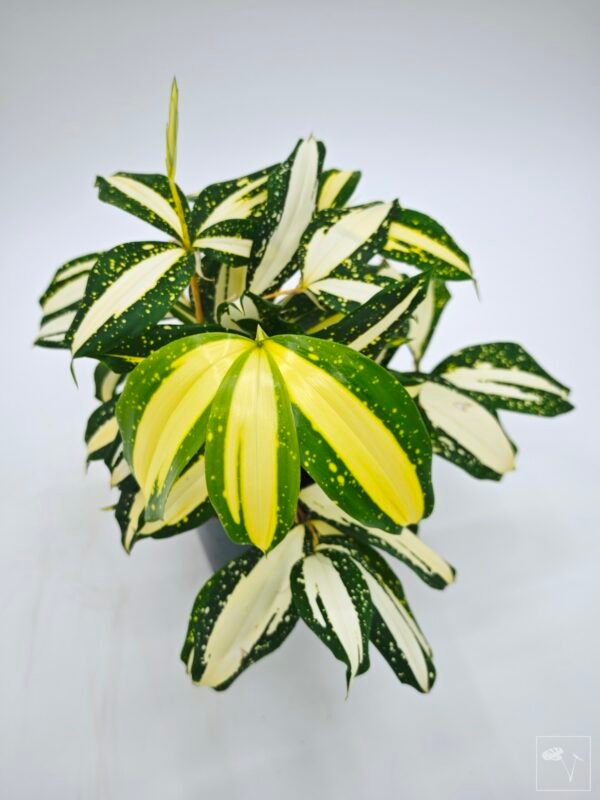 Dracena Milky Way - Imagen 13