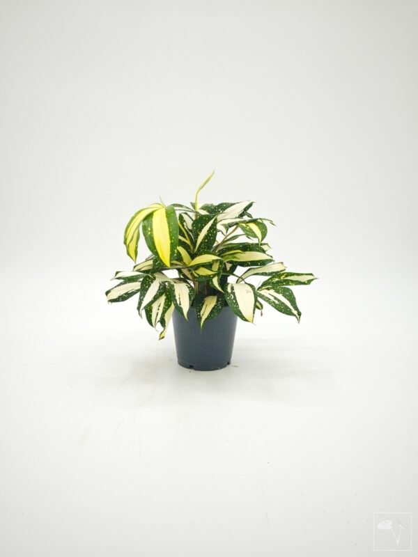 Dracena Milky Way - Imagen 14