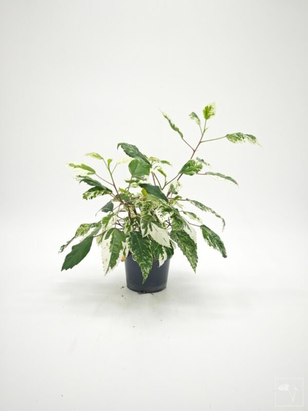 Hibiscus Variegata (S) - Imagen 2