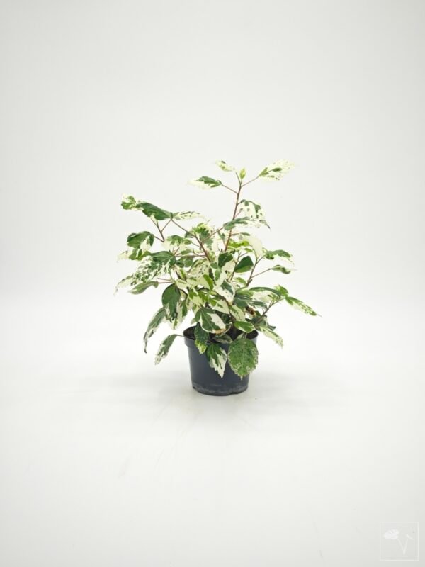 Hibiscus Variegata (S) - Imagen 3