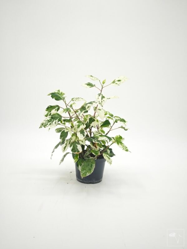 Hibiscus Variegata (S) - Imagen 4