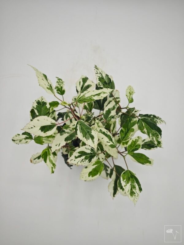 Hibiscus Variegata (S) - Imagen 5