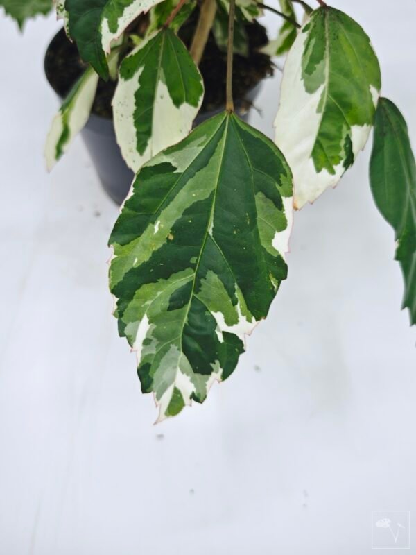 Hibiscus Variegata (S) - Imagen 6