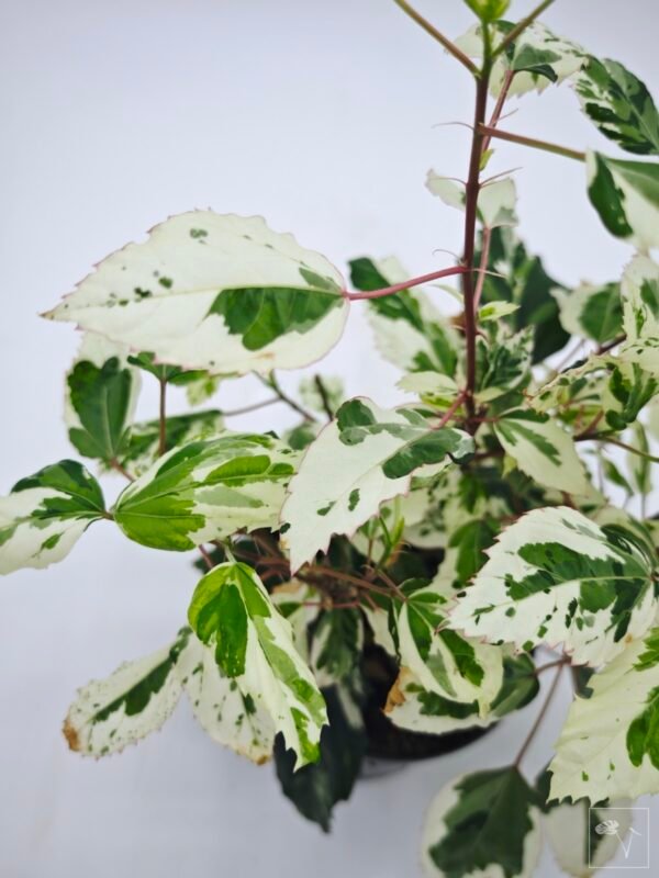 Hibiscus Variegata (S) - Imagen 7