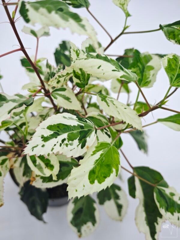 Hibiscus Variegata (S) - Imagen 8