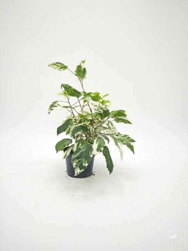 Hibiscus Variegata (S) - Imagen 9