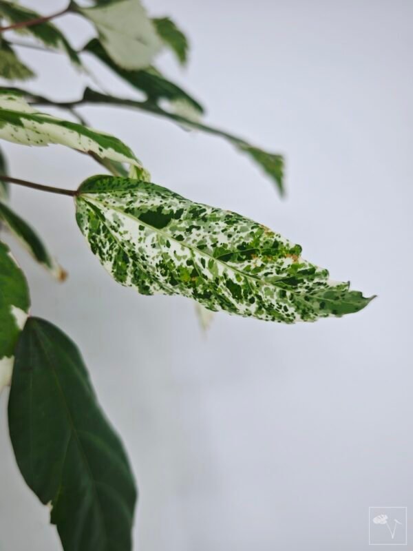 Hibiscus Variegata (S) - Imagen 10