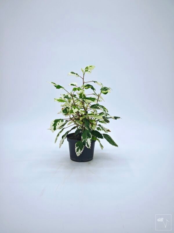 Hibiscus Variegata (S) - Imagen 11