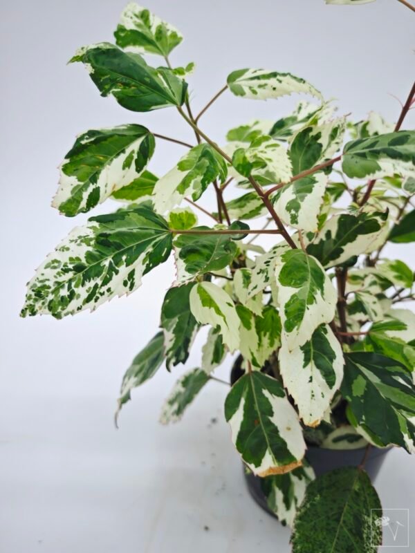 Hibiscus Variegata (S)
