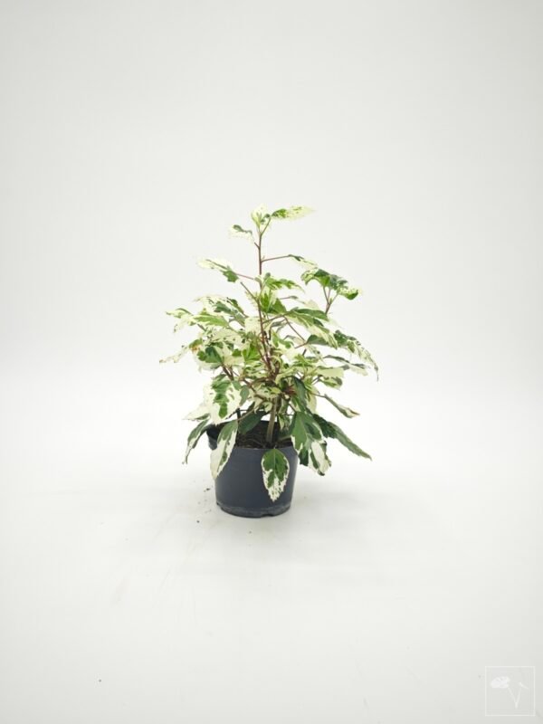 Hibiscus Variegata (S) - Imagen 13