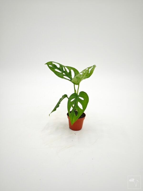 Monstera Adansonii Mint (S) - Imagen 2