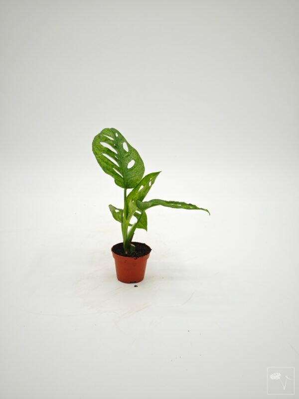 Monstera Adansonii Mint (S) - Imagen 4
