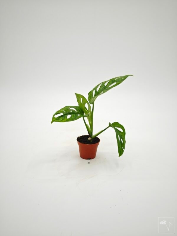 Monstera Adansonii Mint (S) - Imagen 5