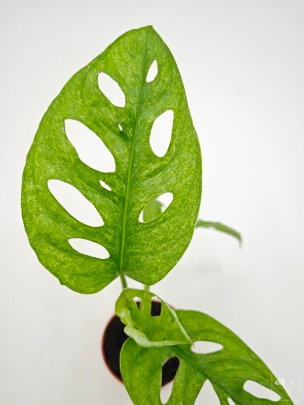 Monstera Adansonii Mint (S)