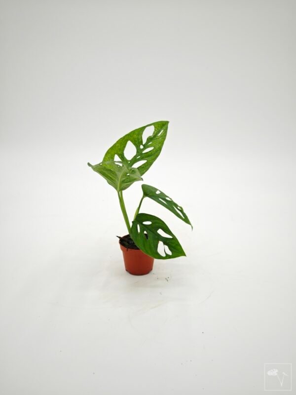 Monstera Adansonii Mint (S) - Imagen 7