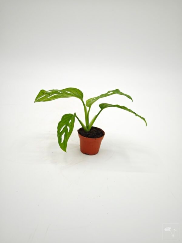 Monstera Adansonii Mint (S) - Imagen 8