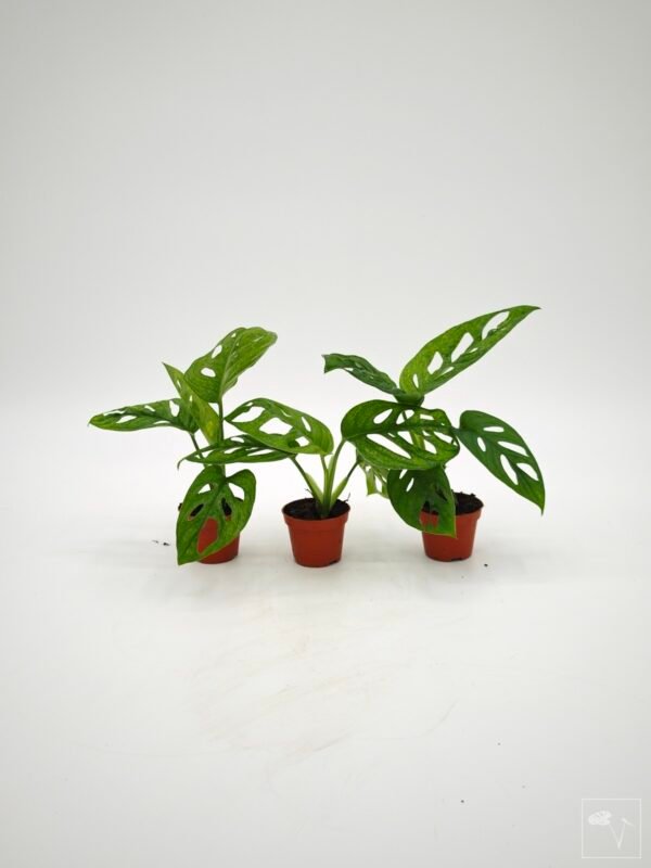Monstera Adansonii Mint (S) - Imagen 9