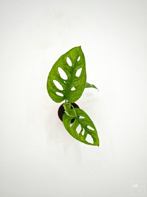 Monstera Adansonii Mint (S) - Imagen 10