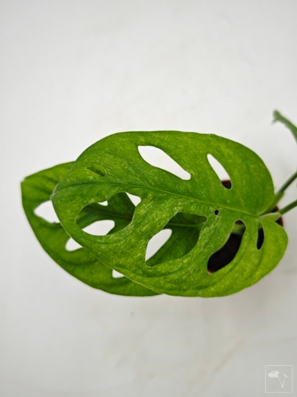 Monstera Adansonii Mint (S) - Imagen 11