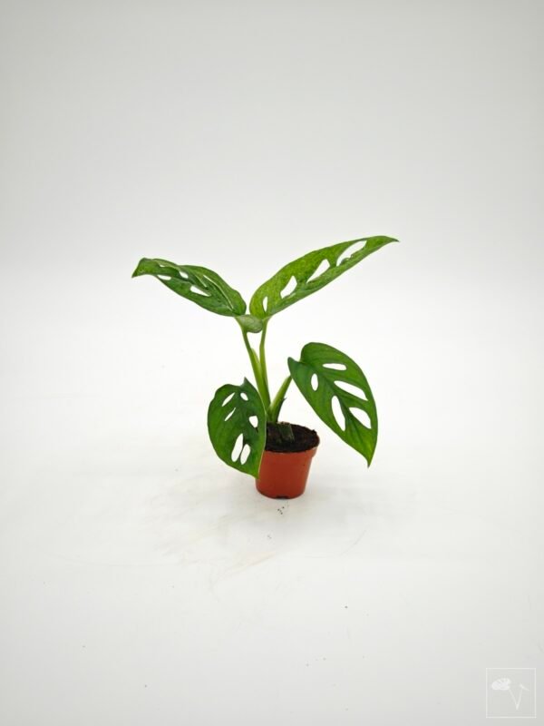 Monstera Adansonii Mint (S) - Imagen 12