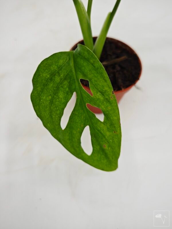 Monstera Adansonii Mint (S) - Imagen 13