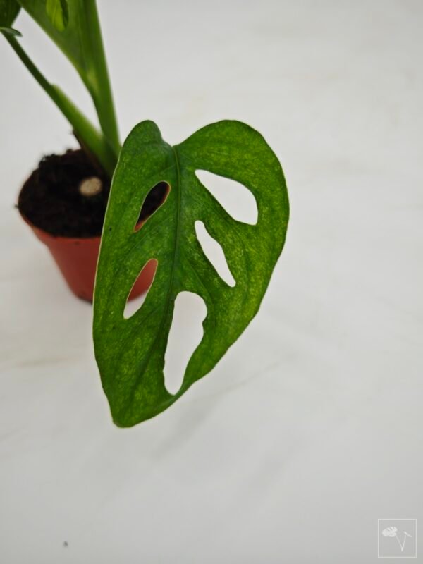 Monstera Adansonii Mint (S) - Imagen 14