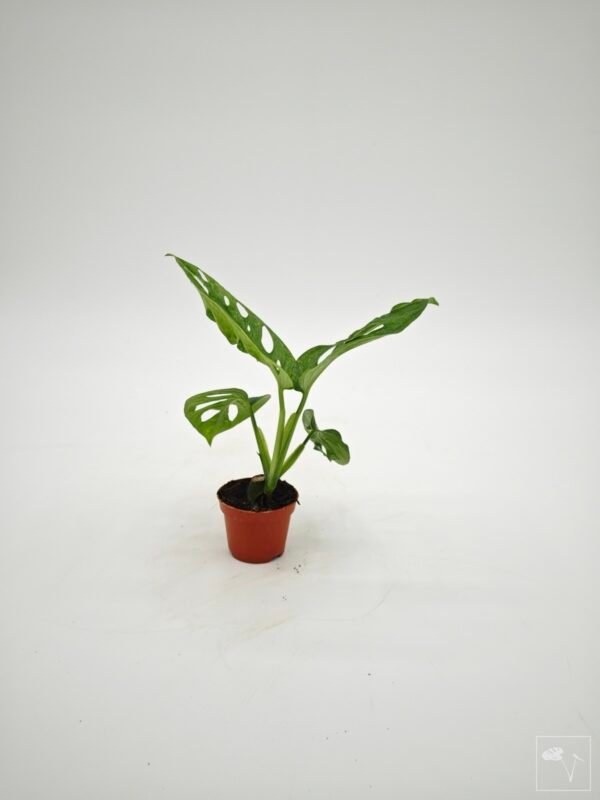Monstera Adansonii Mint (S) - Imagen 15