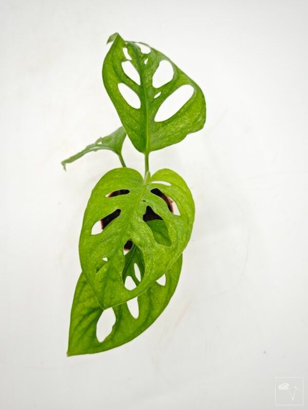 Monstera Adansonii Mint (S) - Imagen 17