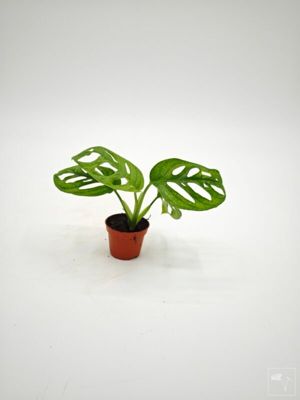 Monstera Adansonii Mint (S) - Imagen 18