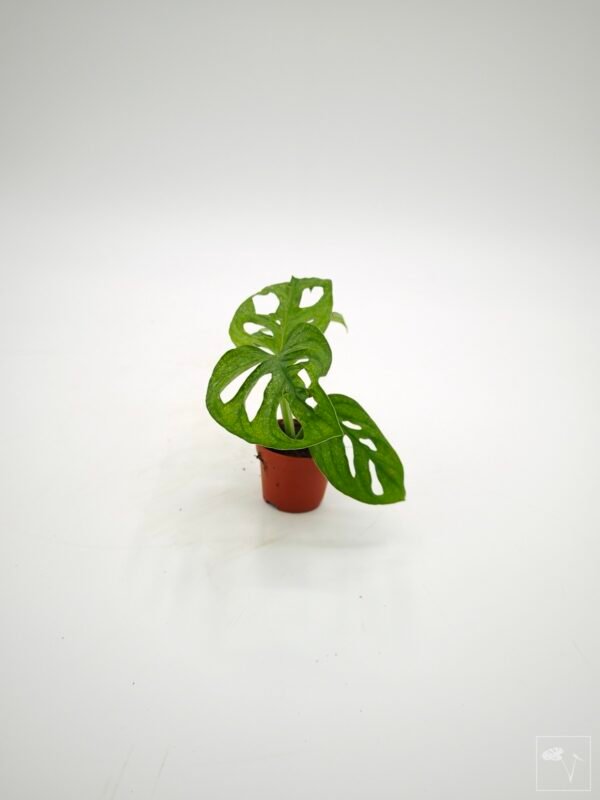 Monstera Adansonii Mint (S) - Imagen 19