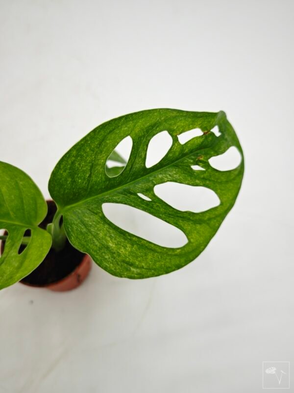 Monstera Adansonii Mint (S) - Imagen 20