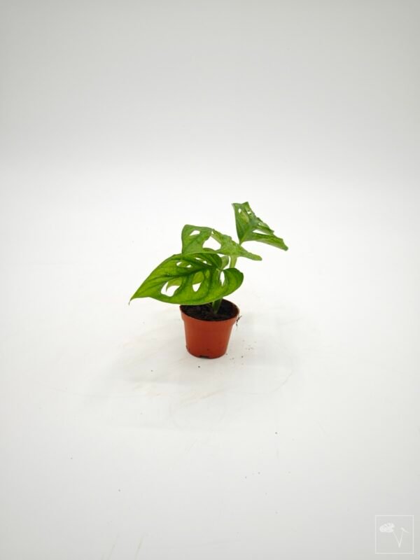 Monstera Adansonii Mint (S) - Imagen 21