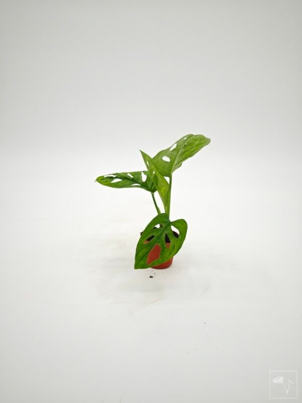 Monstera Adansonii Mint (S) - Imagen 22