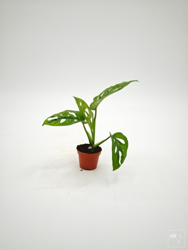 Monstera Adansonii Mint (S) - Imagen 23