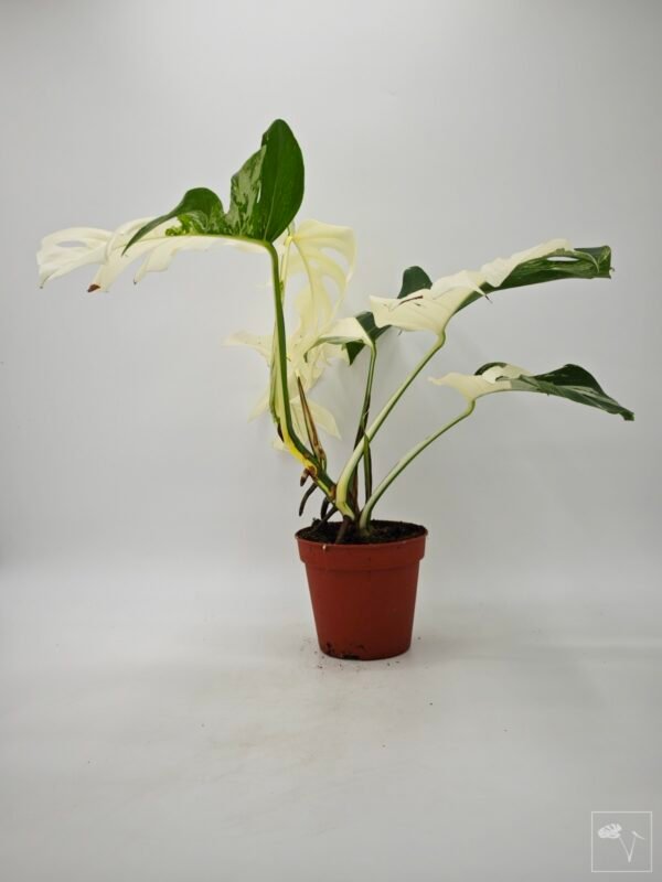 Monstera Albo Variegata (L) 10 - Imagen 2