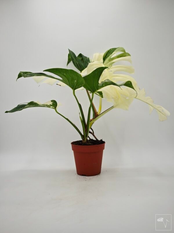Monstera Albo Variegata (L) 10 - Imagen 3