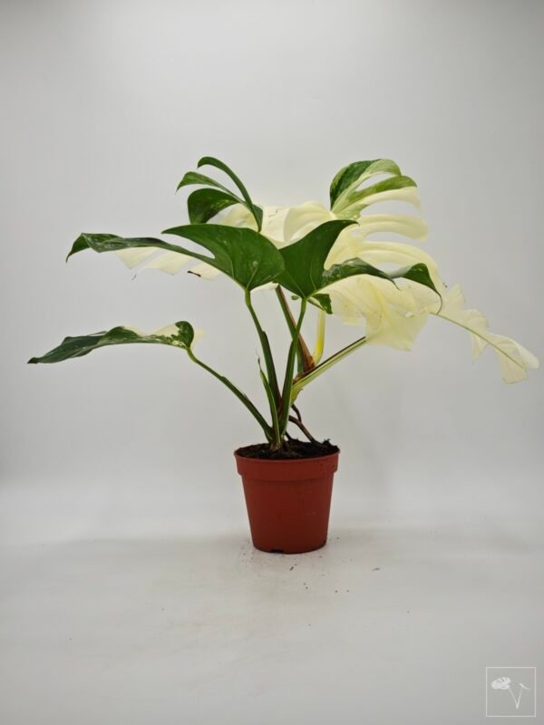 Monstera Albo Variegata (L) 10 - Imagen 4
