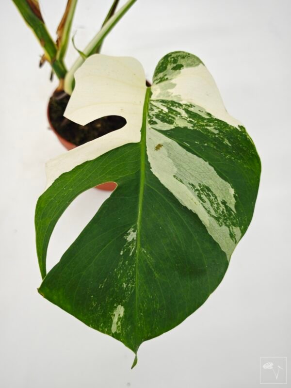 Monstera Albo Variegata (L) 10