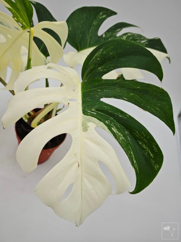 Monstera Albo Variegata (L) 10 - Imagen 6