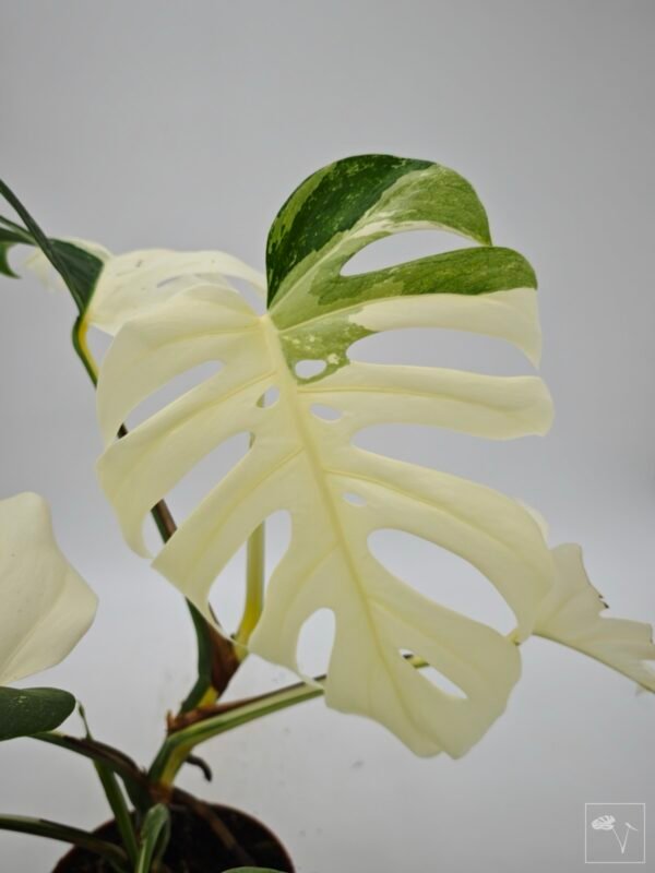 Monstera Albo Variegata (L) 10 - Imagen 7