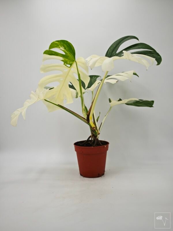 Monstera Albo Variegata (L) 10 - Imagen 8