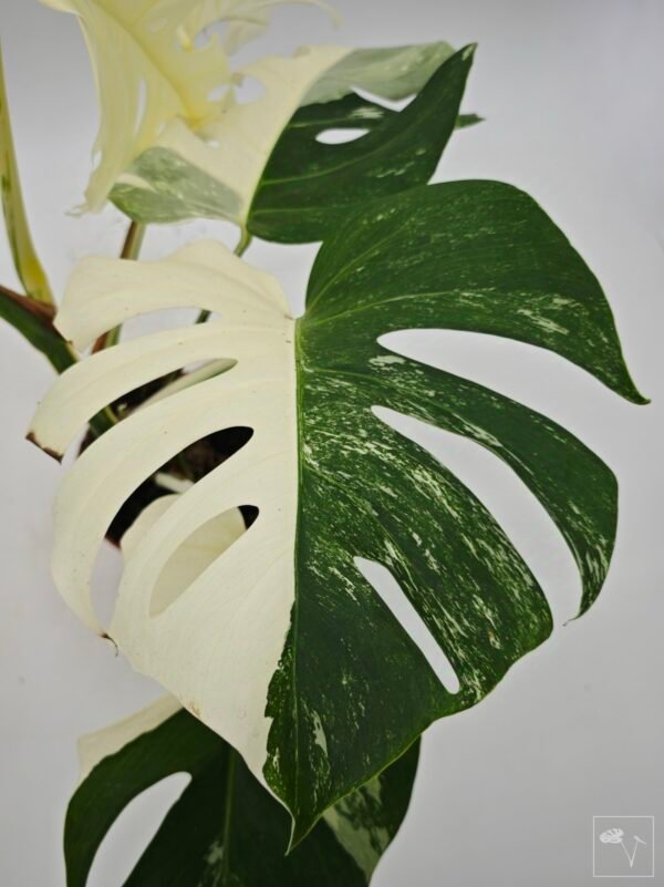 Monstera Albo Variegata (L) 10 - Imagen 9