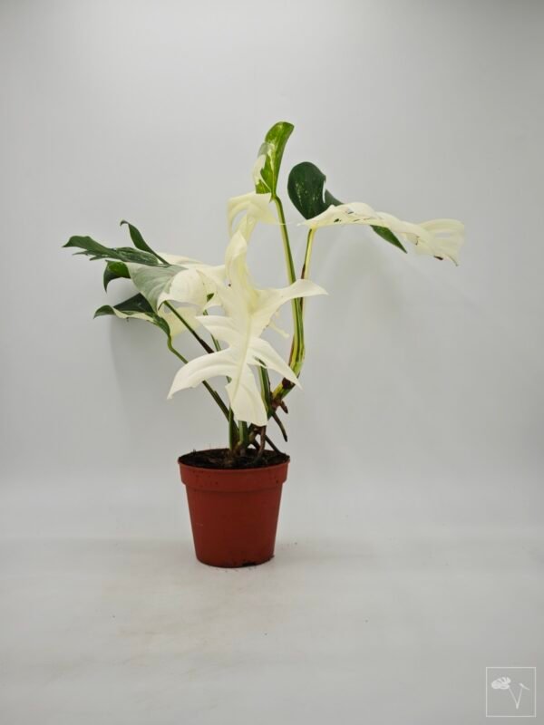 Monstera Albo Variegata (L) 10 - Imagen 10