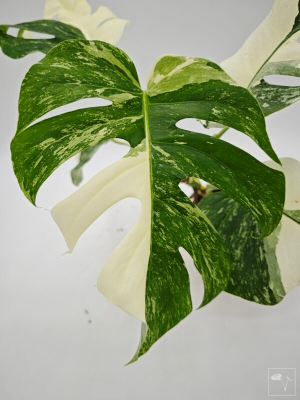 Monstera Albo Variegata (L) 11