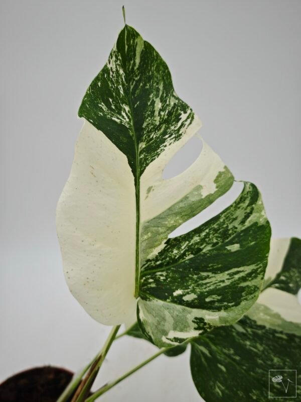 Monstera Albo Variegata (L) 11 - Imagen 3